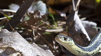 A Garter Snake.