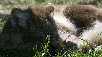 A sleeping Artic Fox.